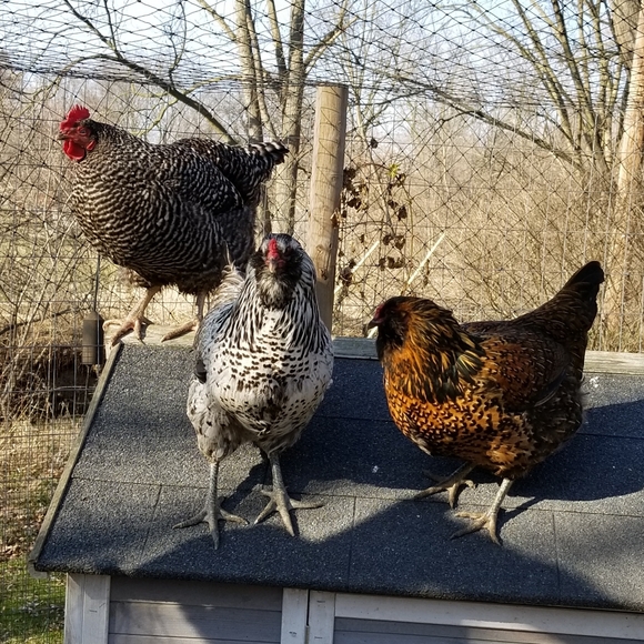 My stylish closet ๐ - Picture 4 of 5